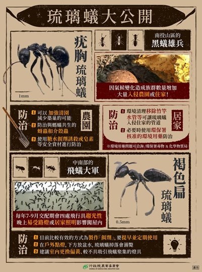 防治疣胸琉璃蟻宣導海報
